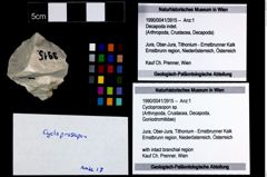Foto (Objekt + Etikett) von Cycloprosopon sp.  (NHMW-GEO-1990-0041-3915)